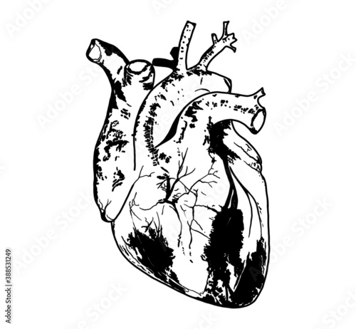 Heart
