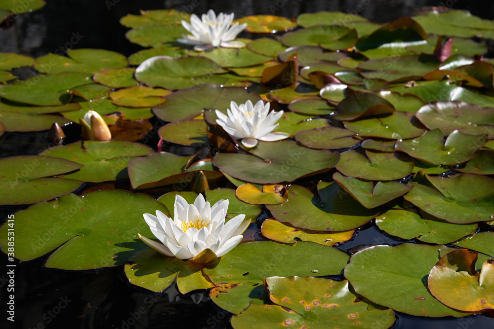 Water Lilies. White water lilies float on a pond.
Water Lilies. White water lilies float on a pond.