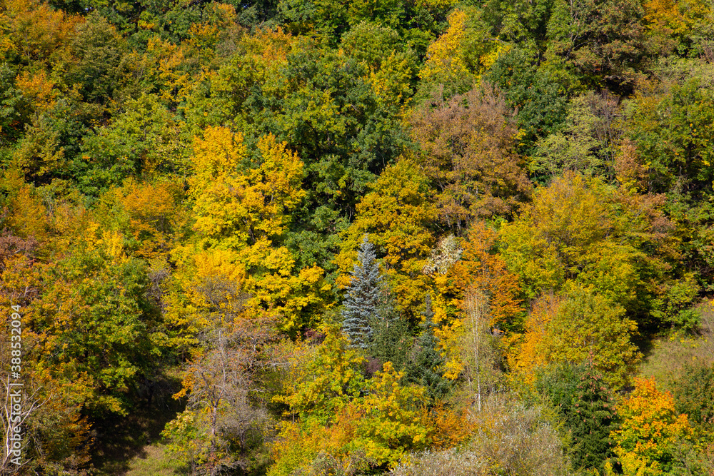 Hillside with autumn forest colors for natural background