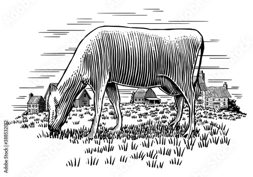 Cow Grazing