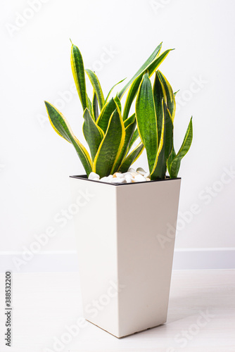 Sansevieria trifasciata or Snake plant in pot at home photo