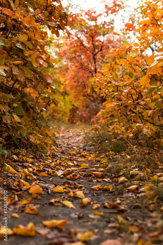 Path in the autumn forest, yellow fallen leaves, natural nature, beautiful autumn background.