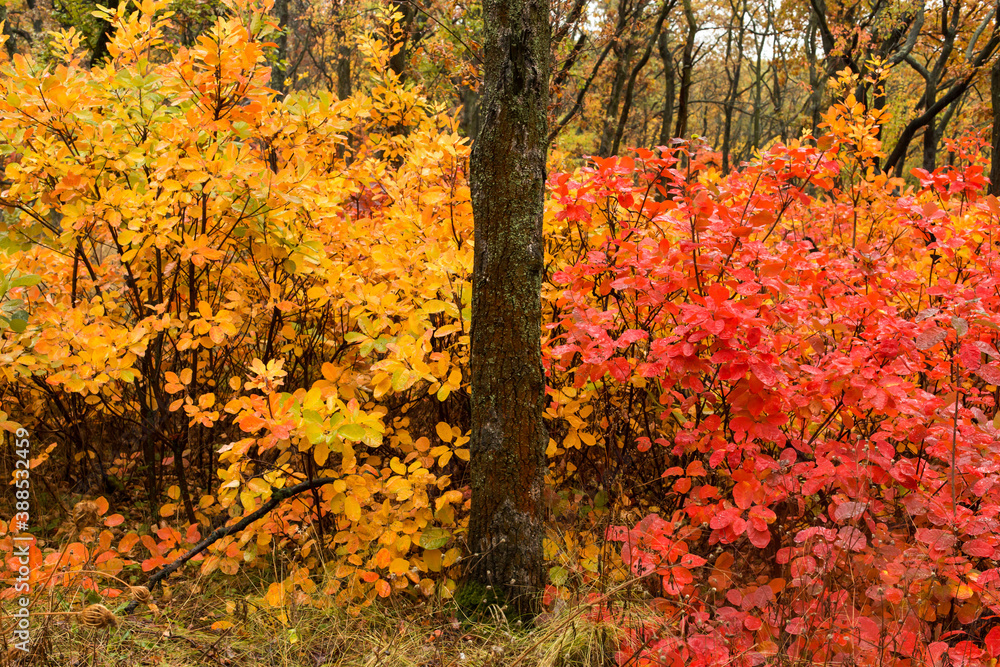 Yellow and red foliage in the autumn forest. Natural paints without photoshop. Copy space. Yellow and red foliage in the autumn forest. Natural paints without photoshop. Copy space.