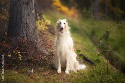 Adorable russian borzoi dog sitting in the bright fall forest. Image of beautiful dog breed russian wolfhound in autumn