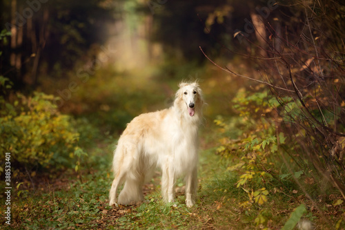 Adorable russian borzoi dog standing in the bright fall forest. Beautiful dog breed russian wolfhound in autumn