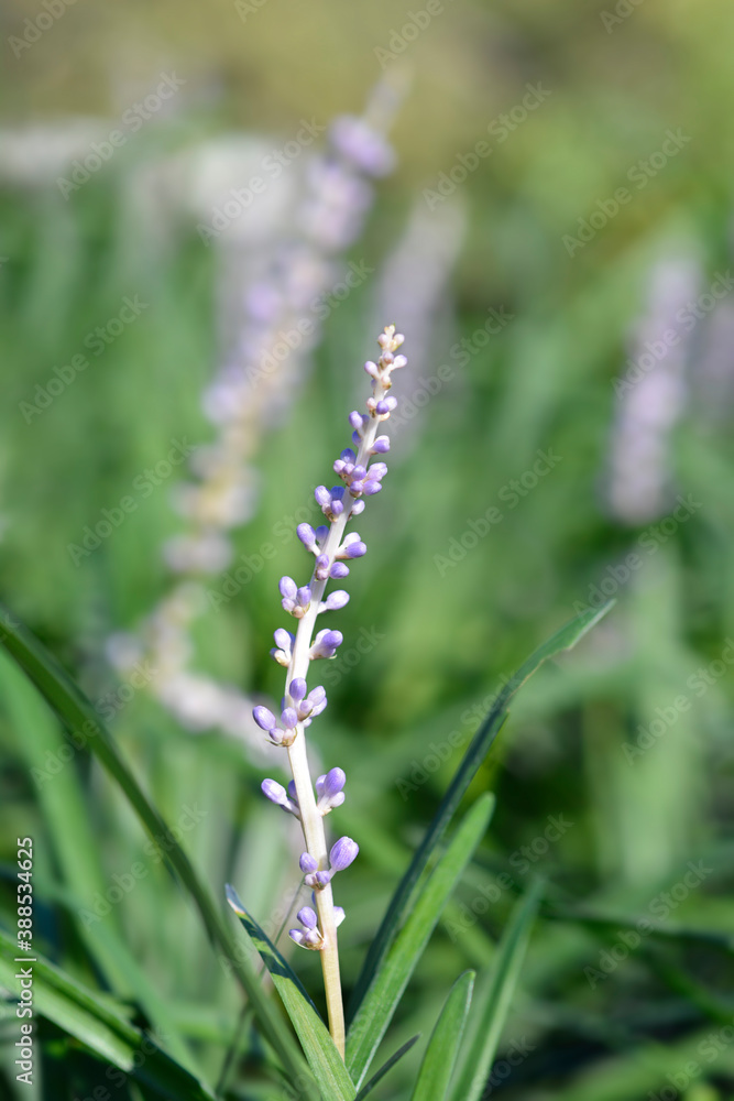 Fototapeta premium Big Blue Lily Turf