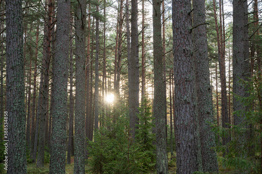 Fototapeta premium morning in the forest