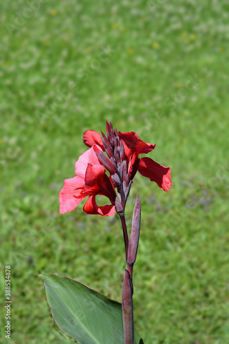 Canna lily Tropical Rose