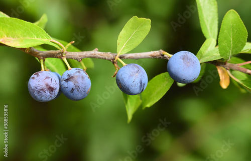 Close-up of blue, ripe sloes (Prunus spinosa) in autumn hanging from a branch against a green background