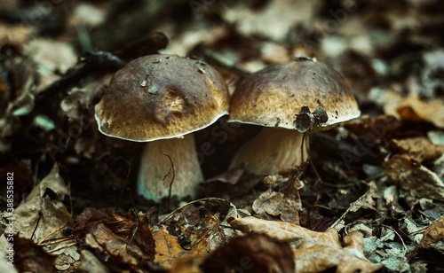 Cep mushrooms growing among dry leaves in the autumn forest, boletus mushroom