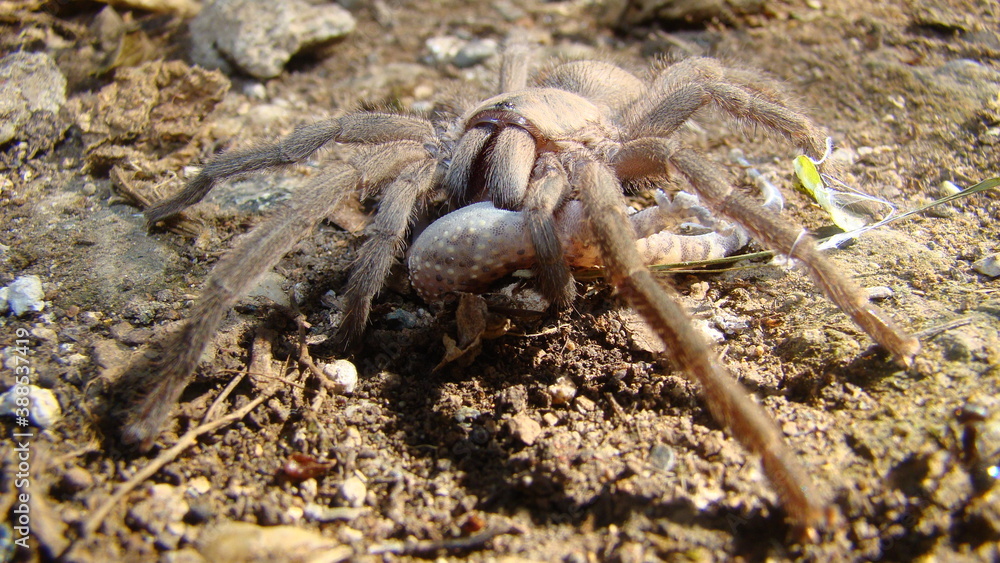 Tarantula. Spider Tarantula. Tarantula catches & eats a gecko predator
