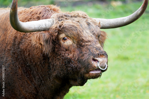 portrait of a buffalo