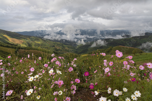 Panoramic view of mountain  white clouds  fog and colorful cosmos flowers in the northern part of Thailand.