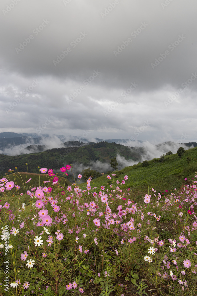 Fototapeta premium Panoramic view of mountain, white clouds, fog and colorful cosmos flowers in the northern part of Thailand.