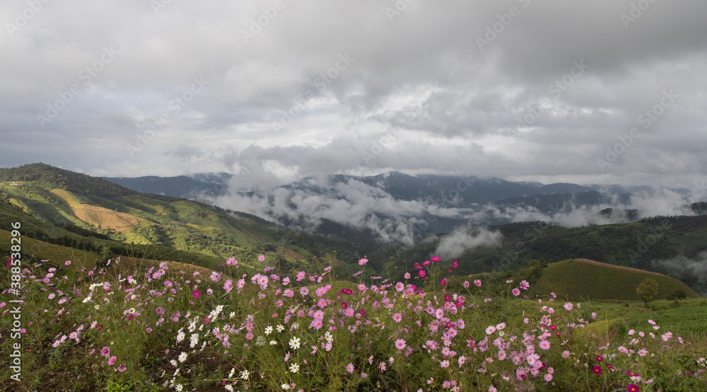 Panoramic view of mountain, white clouds, fog and colorful cosmos flowers in the northern part of Thailand.