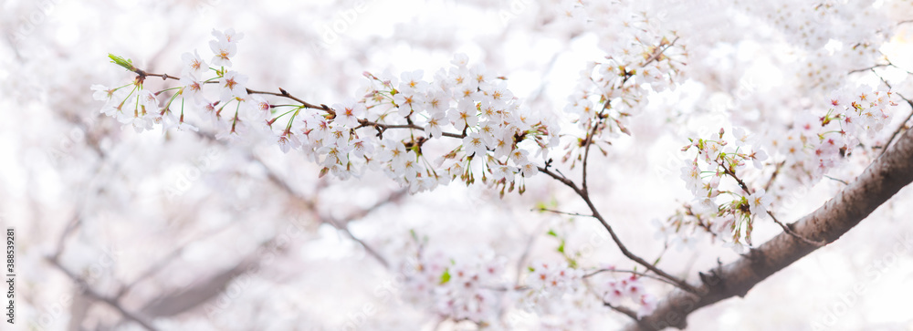 満開の桜 桜並木 ソメイヨシノ パノラマ 桜 日本 2020