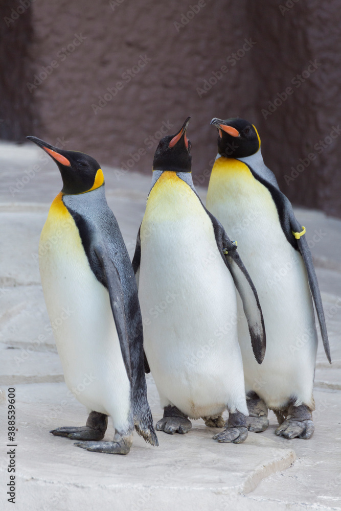 Fototapeta premium オウサマペンギンの列