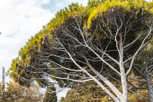 foliage of a tropical tree on a summer sunny day in the city