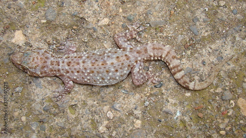 Gecko, close up.
Camouflage lizards.
reptile, reptiles.
Camouflage animals.
Mediterranean house gecko, akdeniz sakanguru, pacific house gecko, wall gecko, house lizard.
animal, wildlife, wild nature