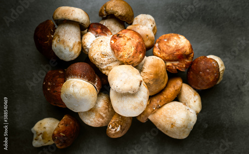 Many, Delicious, ready to cook Mushrooms,  close up photography with copy space on a dark grey background 