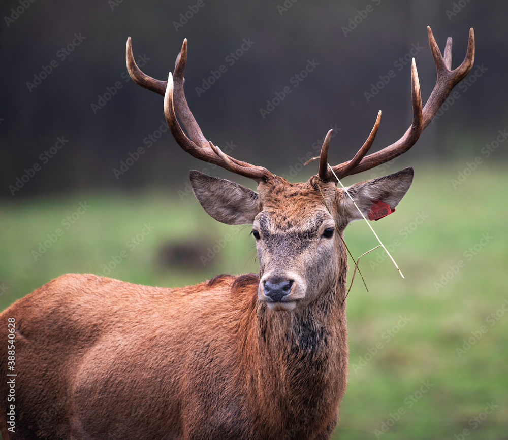 Nice big deer in autumn colours. deer portrait on dark background.Grazing animal in natural background, space for text, horizontal. Deer head with big horns close up. Nice big deer in autumn colours. deer portrait on dark background.Grazing animal in natural background, space for text, horizontal. Deer head with big horns close up.