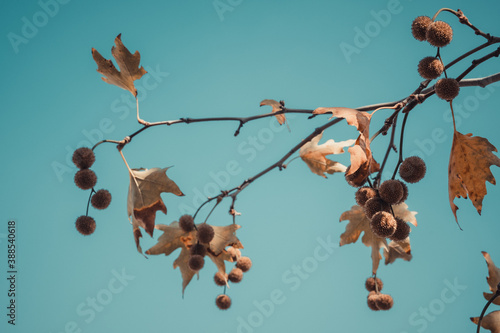 Brown color plane tree leaves and fruits isolated on blue sky background photo