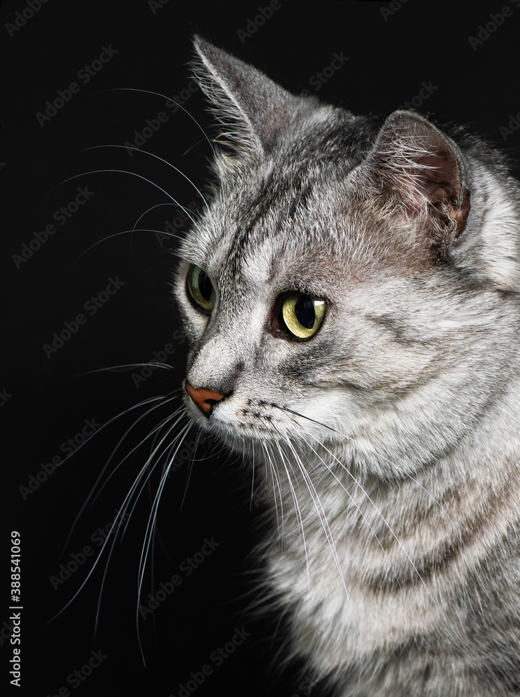 Cat portrait close up. Amazing beautiful cat close up.Cat looking to the left, isolated in dark background looking with pleading stare at the viewer with space for text. Head croped, vertical