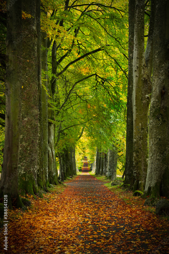 Avenue of Autumnal trees, located in perthshire, scotland.