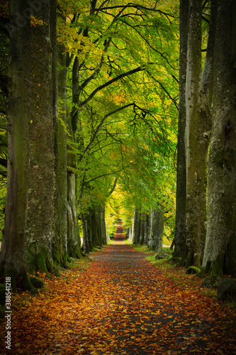 Avenue of Autumnal trees  located in perthshire  scotland.