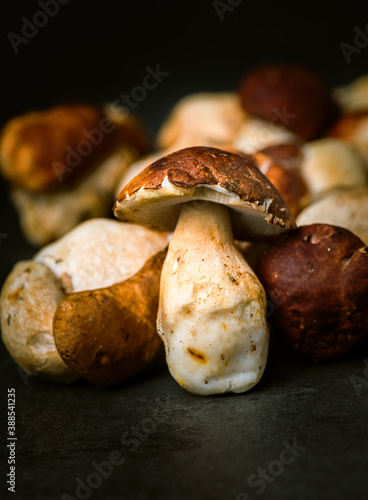 Many, Delicious, ready to cook Mushrooms, close up photography with copy space on a dark grey background 