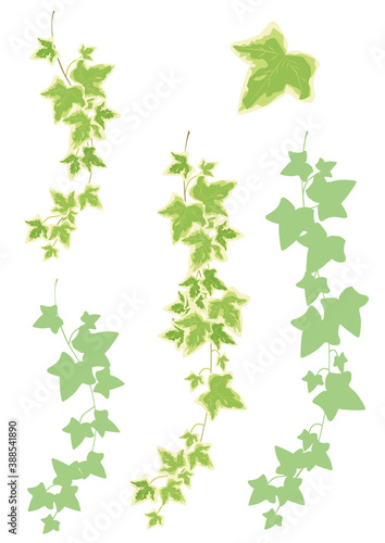 観葉植物：装飾-ヘデラ