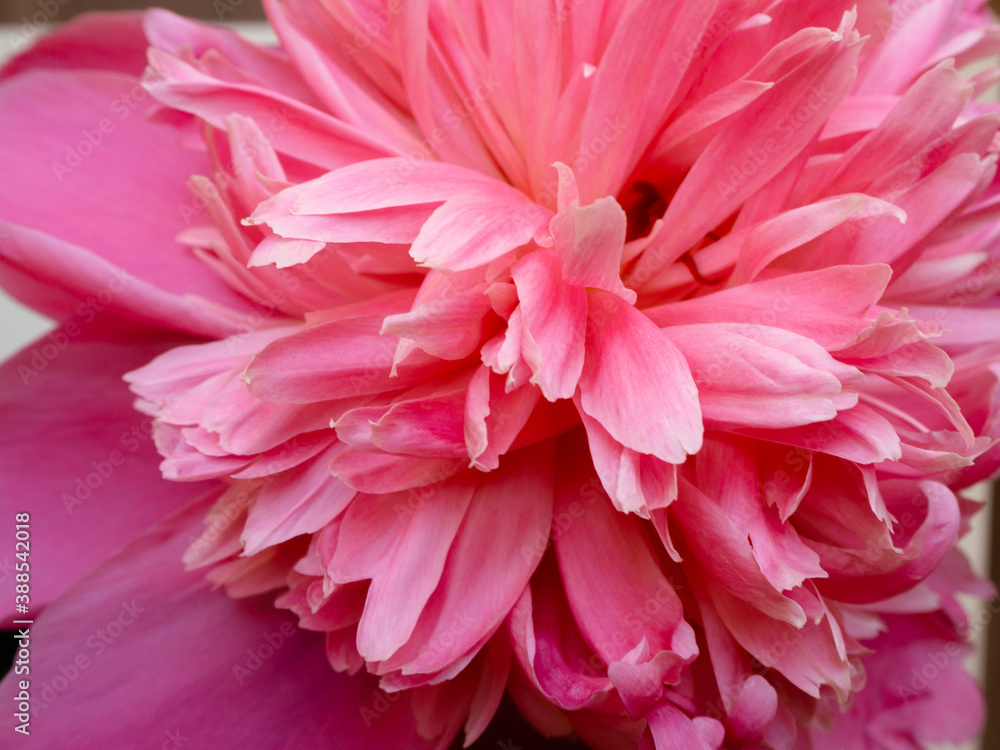 Bright pink blossoming peony buds Bright pink blossoming peony buds