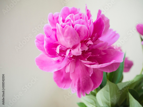 Bright pink blossoming peony buds