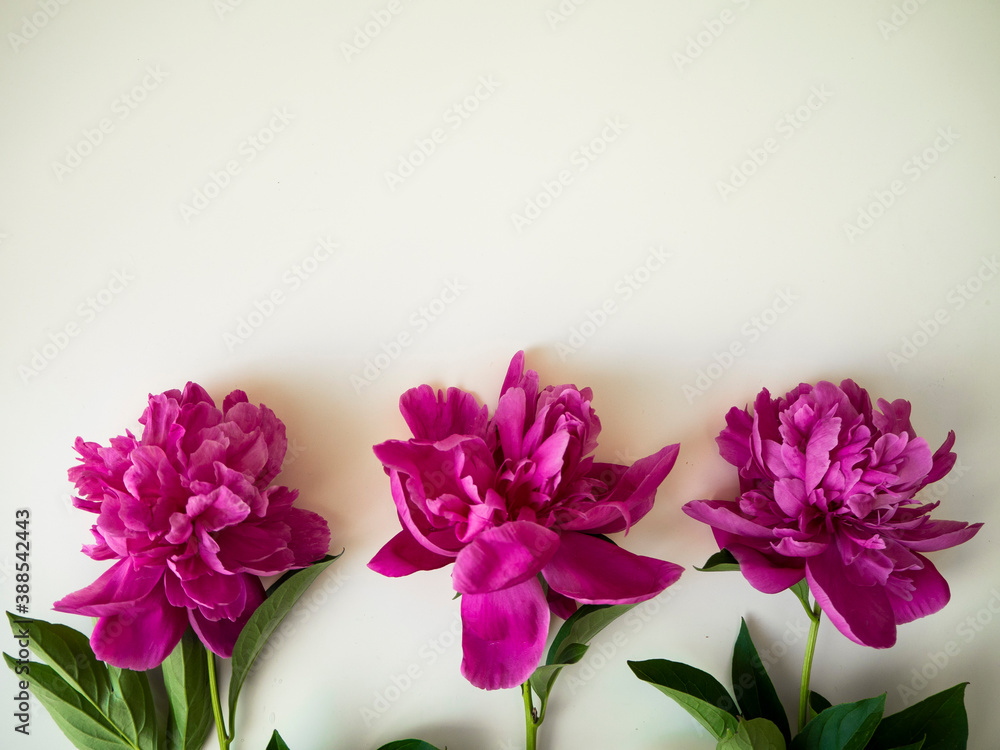 Pink peonies, flower frame Pink peonies, flower frame
