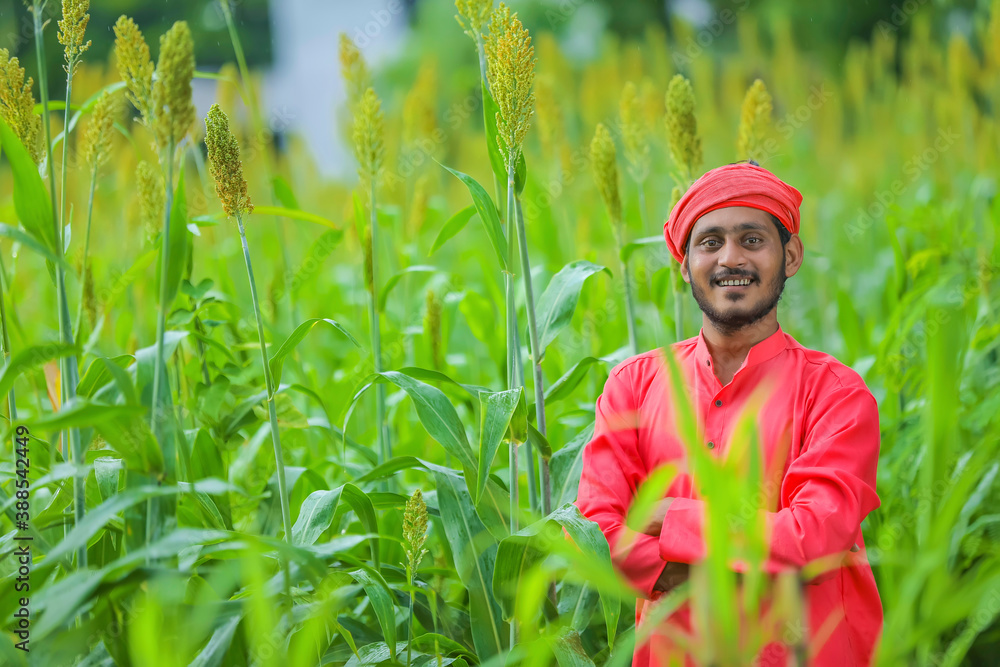 indian farmer standing in sorghum field indian farmer standing in sorghum field