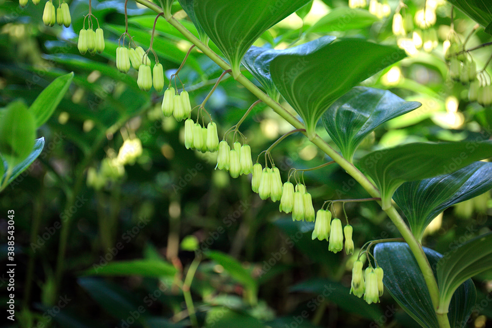 Obraz premium マルバオウセイ