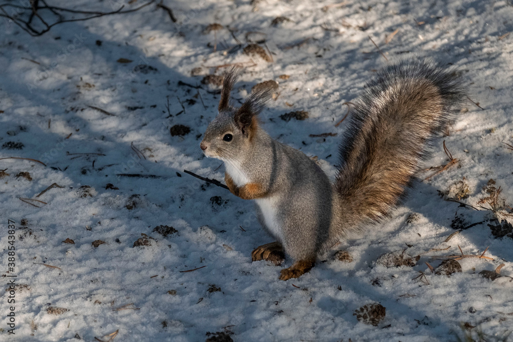 Fototapeta premium Squirrel