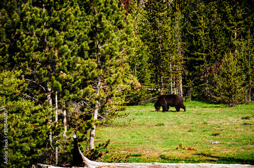 Yellowstone National Park, was the first national park in the world,known for its wildlife and its many geothermal features. A Black bear forages for food.A female moose appears on the skyline photo