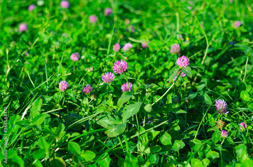 clover field outdoor