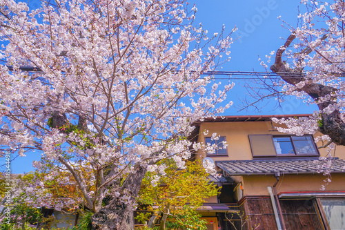 北鎌倉の満開の桜 © kanzilyou