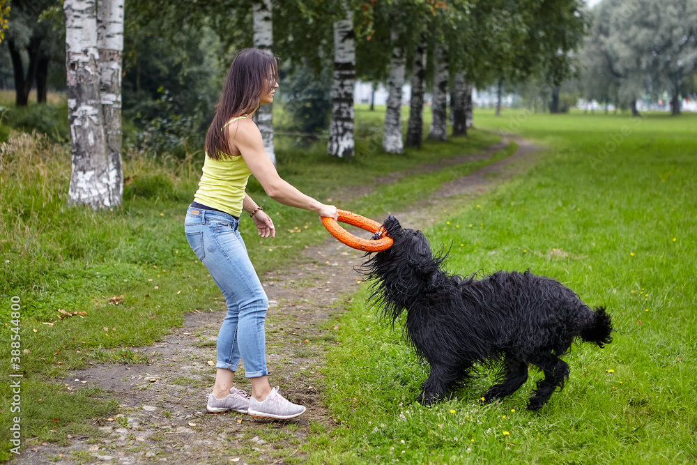 Briard and woman play in public park. Briard and woman play in public park.