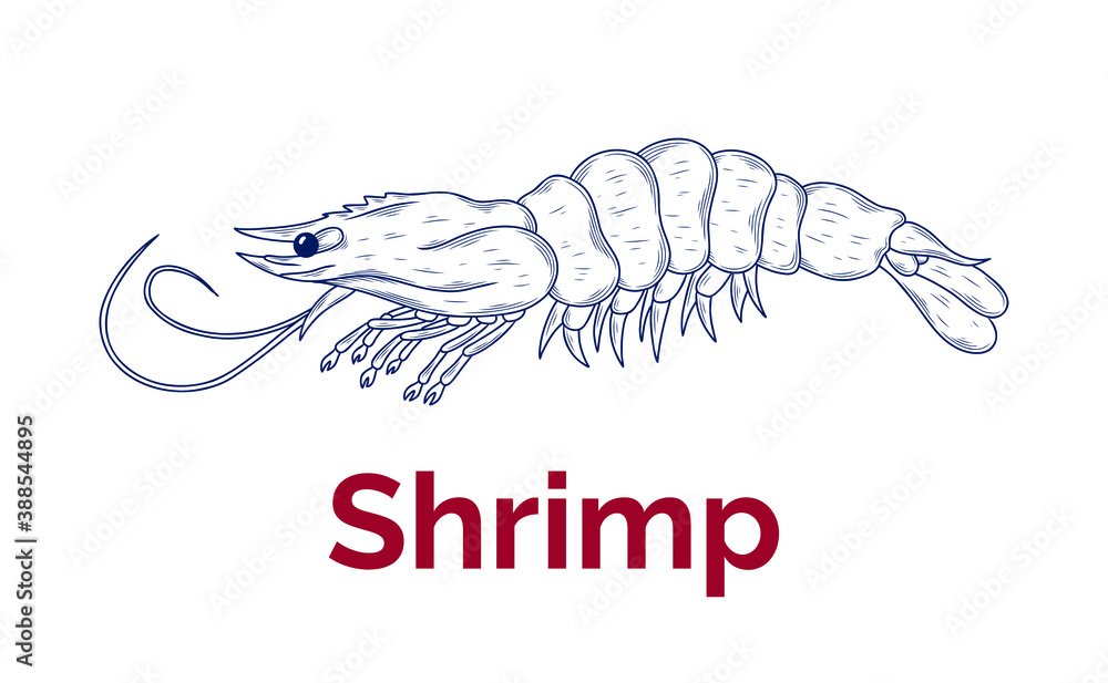 Fototapeta premium Vector sketch illustration of fresh shrimp drawing isolated on white. Engraved style. Ink. natural business. Vintage, retro object for menu, label, recipe, product packaging, seafood