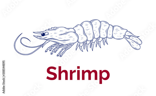 Vector sketch illustration of fresh shrimp drawing isolated on white. Engraved style. Ink. natural business. Vintage, retro object for menu, label, recipe, product packaging, seafood