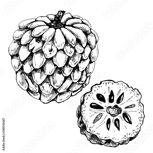 Whole and half apricot. Vector black vintage hatching illustration isolated