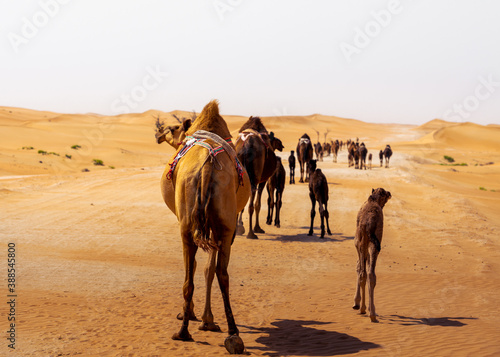 camel group, caravan, traveling though the desert, during the day, exposed to the heat and arid environment  © Joerg