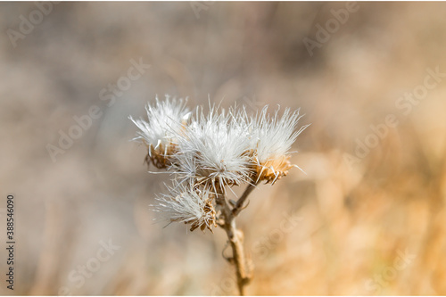 Wildflowers, autumn, dry flowers, dandelions, field, dry grass