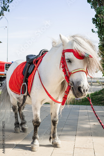 Circus pony, white horse, unicorn