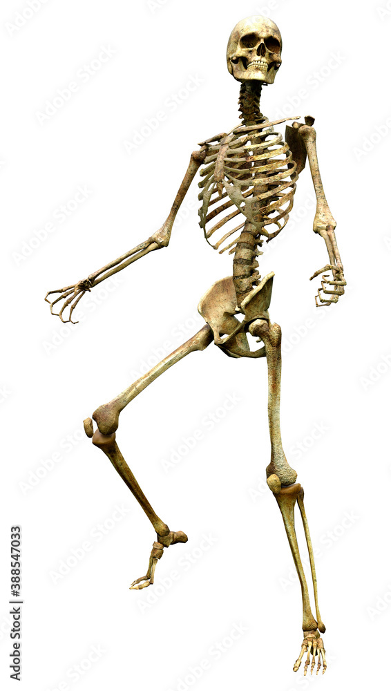 3D Rendering Human Skeleton on White