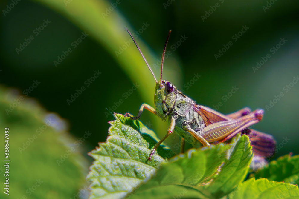 Agricultural pest Grasshopper or locust sitting on the grass