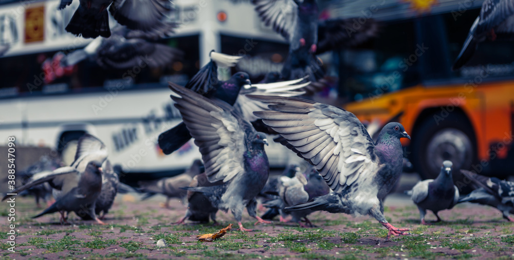 Obraz premium pigeons are taking of with a blurred background in an urban environment 